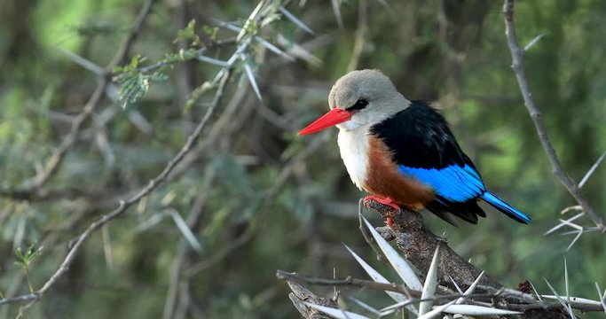 Gray-headed Kingfisher waits on a branch