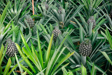 Growing pineapple. Azores, Portugal.