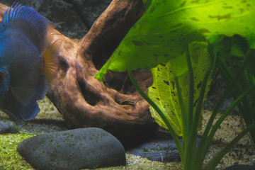 Diskusfische im Aquarium als Hintergrund