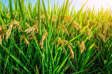 Rice growing in the field in autumn