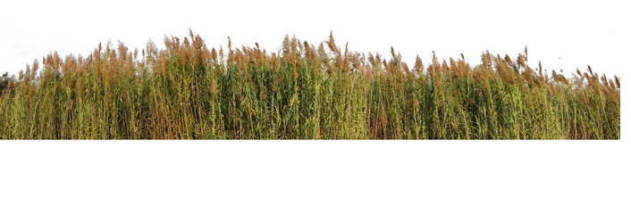 The Red grass. The Giant reed.The Great reed.Bulrush, Cattail, Cat-tail, Elephant grass, Flag,...