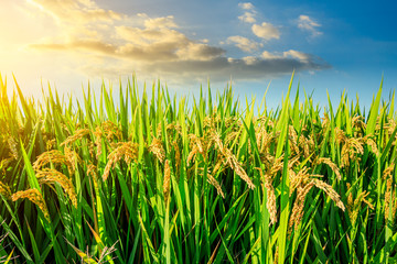 Ripe rice in farmland at dusk in autumn