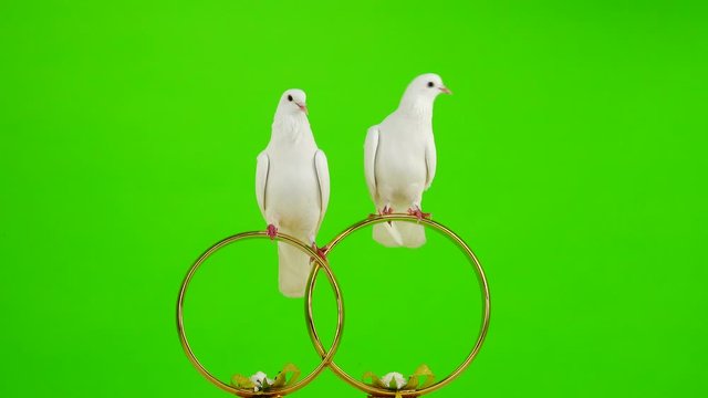 Wedding doves sit on a wedding symbol golden rings. green screen.