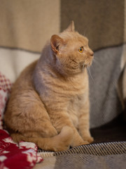 A large beautiful red cat sits on a beige armchair, looks away with curiosity.