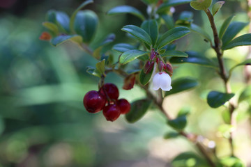 Growing cowberry (bilberry, whortleberry)