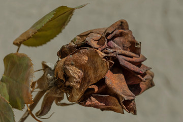 Dried rosehip flower. fading rose. dry rose macro. a symbol of fading female beauty and youth. Spring animated branches.