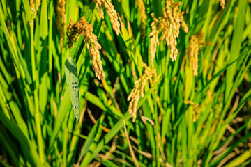 Rice growing in the field in autumn