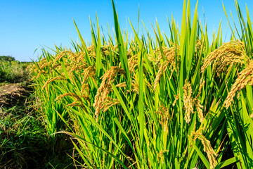 Fototapeta premium Rice growing in the field in autumn