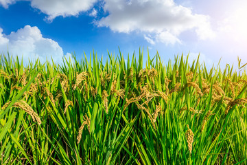 Rice growing in the field in autumn