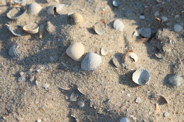 sandy beach with a lot of shells,  The coast of the sea and the beach where tourists relax, a family vacation 