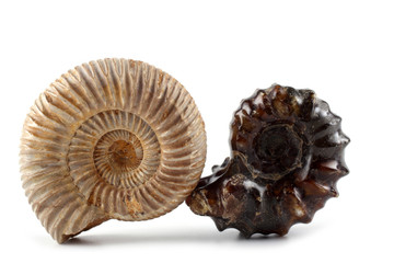 Ammonites isolated on white. Different ammonite varieties