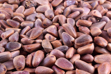 Cedar nuts background