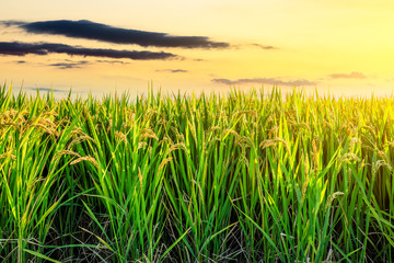Ripe rice in farmland at dusk in autumn