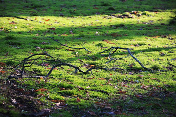 Green moss carpet in forest on sunny day