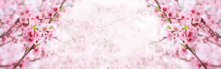 Obraz na płótnie Canvas Spring background, banner, pink blossoms of tree