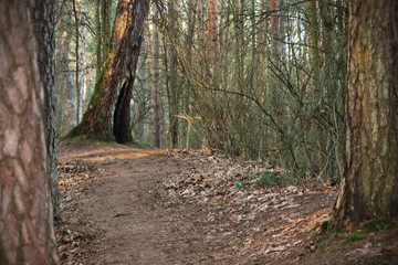 Mysterious forest view on hollow tree growing on hill