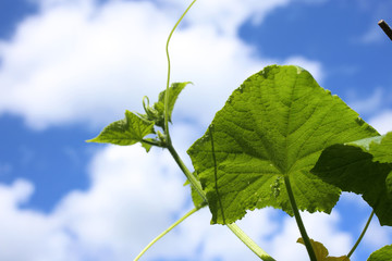 Fototapeta premium Growing cucumber and sky