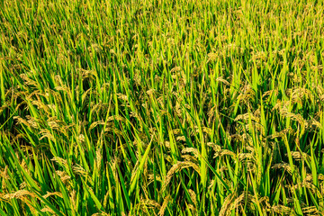 Rice growing in the field in autumn