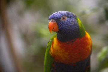 rainbow lorikeet animal bird