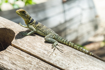 Lézard (Oplure de Cluvier) sur l'île d'Antanimoro, archipel des Radamas, Madagascar.