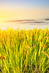 Obraz premium Ripe rice in farmland at dusk in autumn