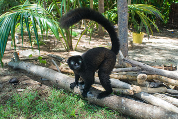 Lémur aux yeux turquoise dans la réserve de Sahamalaza en face de l'archipel des radamas.
