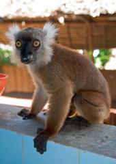 Maki (Lémur noir femelle) sur le rebord d'une fenêtre sur l'île de Nosy Komba, Madagascar