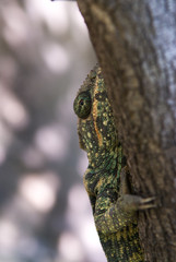 Caméléon dans le parc de l'Isalo à Madagascar.