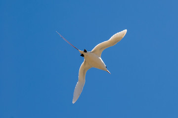 Phaéton à brins rouges, Nosy Ve, Madagascar