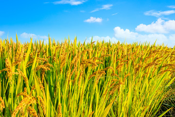 Obraz premium Rice growing in the field in autumn