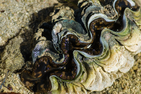 D&eacute;tail d'un B&eacute;nitier (Tridacna), Nosy Ve, Madagascar.