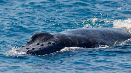 Fototapeta premium Baleine à bosse. Nosy Be, madagascar.