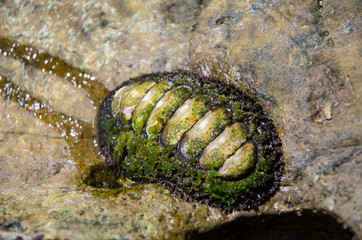 Chiton accroché à un rocher de l'île Tsarabanjina (archipel des Mitsios) à Madagascar;