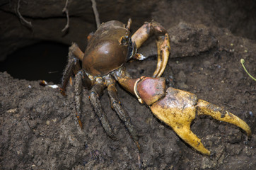Crabe à grosse pince dans une mangrove de l'archipel des Mitsio, Madagascar