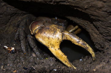 Crabe à grosse pince dans une mangrove de l'archipel des Mitsio, Madagascar