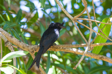 Railovy ou Drongo malgache. Nosy Be, Madagascar.