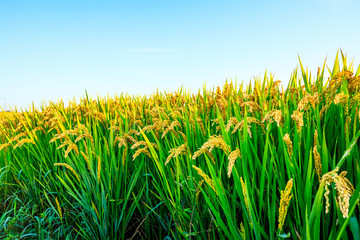 Rice growing in the field in autumn