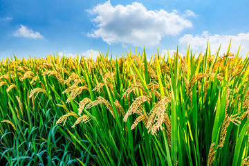 Rice growing in the field in autumn
