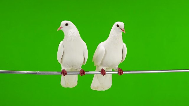 Two white doves are sitting on a tree branch on a green screen.