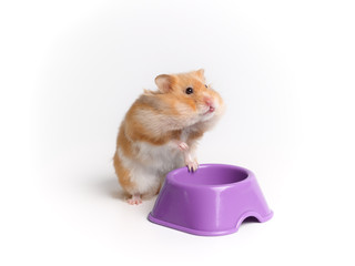 Funny hamster about with an empty bowl. Rodent after the meal.