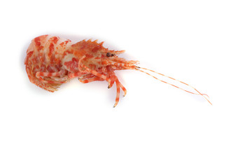 Shrimp isolated on white (northern Bering shrimp)