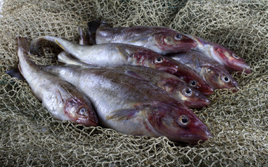 Saffron cod on net