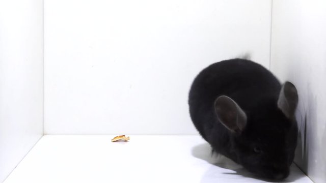 Domestic black fluffy chinchilla hopping, moving and looks around for a way out of the white box. Close up studio shot