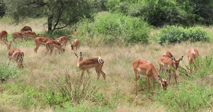 A group of gazelle eats in the savannah