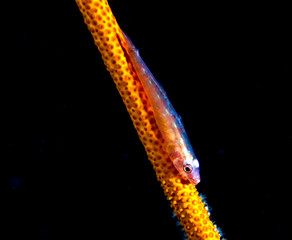 Whip Coral Goby (Bryaninops yongei)