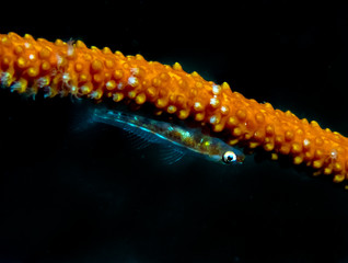 Whip Coral Goby (Bryaninops yongei)