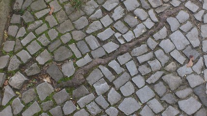 root between cobblestones