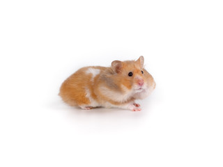 Cute Syrian hamster red color. Studio photography on a white background.