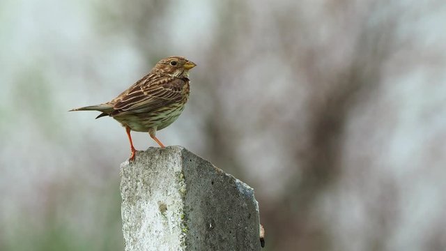 Corn Bunting - Emberiza calandra on the branch with white background, passerine bird in the bunting family Emberizidae, brown common bird singing on the meadow