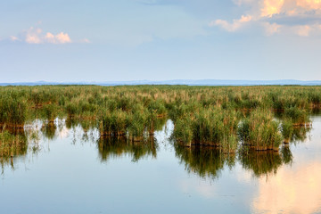 The reeds in the evening at pond. Tranquil scene.